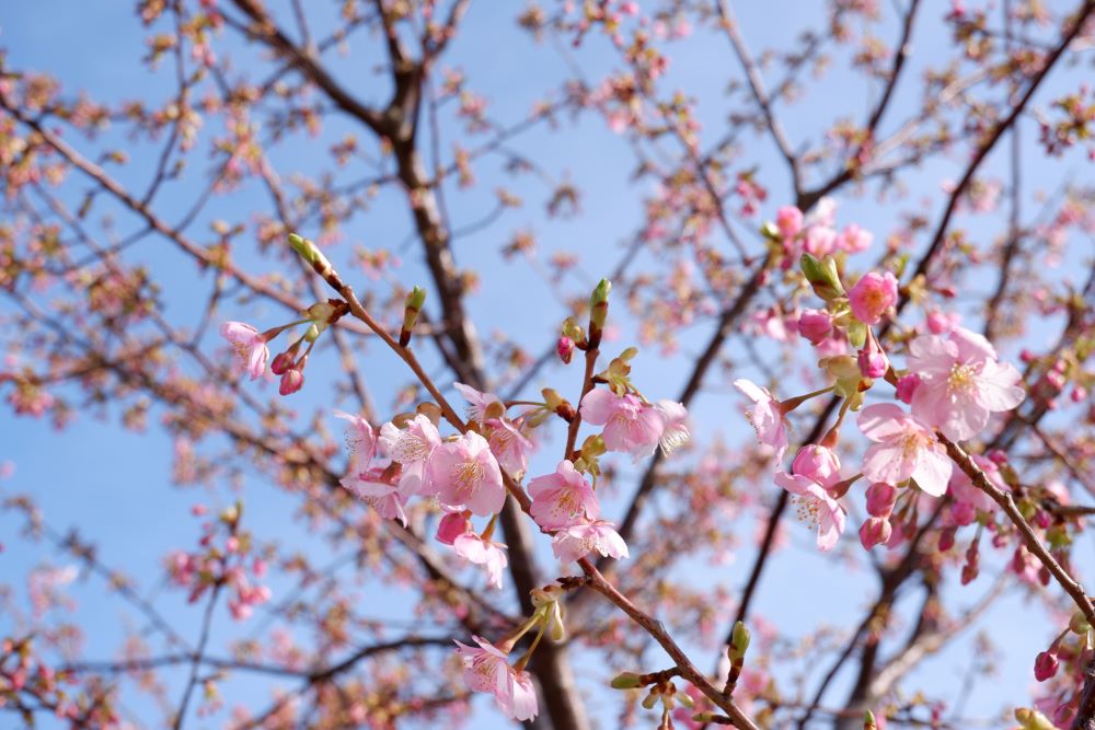 海望の桜の木 和倉温泉 ホテル海望